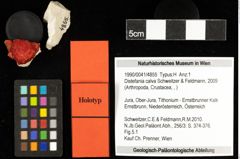Foto (Objekt + Etiketten) von Distefania calva (Schweitzer & Feldmann, 2009) 